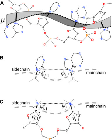 enumerating backbone conformations